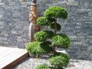 Jardin Japonais Plantes – Trouver Des Idées Pour Voyager En Asie encequiconcerne Plantes Pour Jardin Japonais