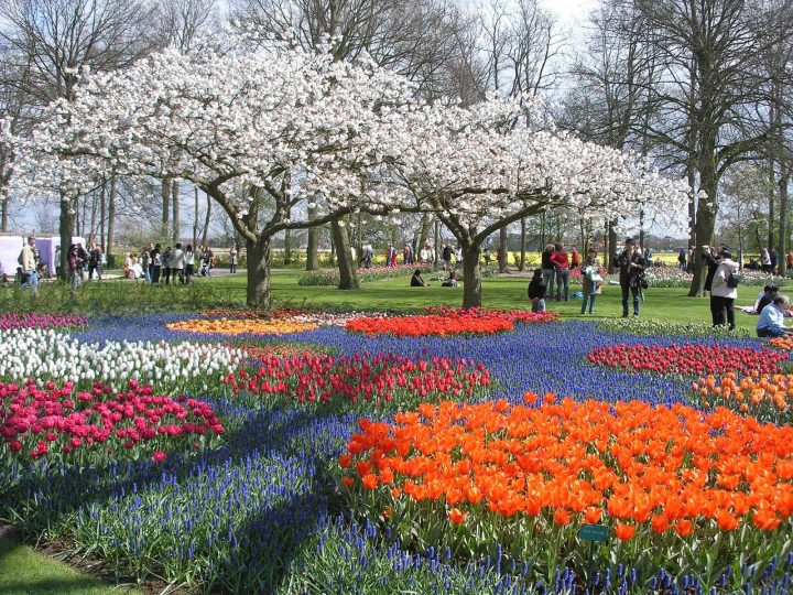 Jardín Keukenhof En Holanda Uno De Los Jardines Más Hermosos … intérieur Jardin De Keukenhof