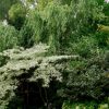 Jardin. Le Jardin Des Sables, Dans La Drôme pour Arbre Pour Petit Jardin