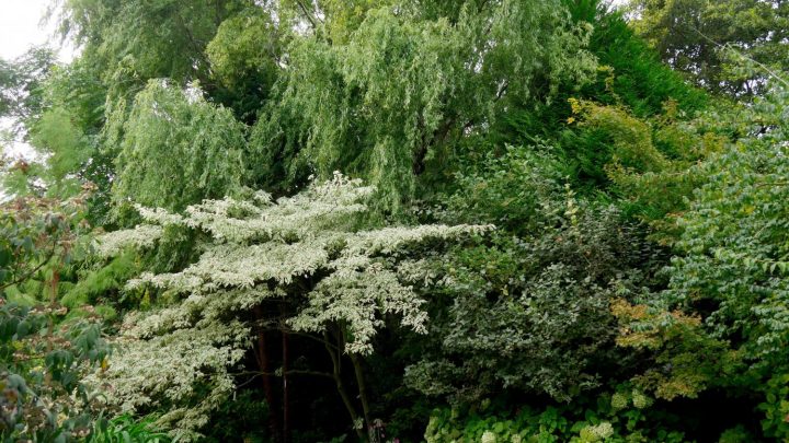 Jardin. Le Jardin Des Sables, Dans La Drôme pour Arbre Pour Petit Jardin