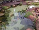 Jardin Magnifique Poisson De L'étang De L'aménagement ... concernant Aménagement Bassin De Jardin