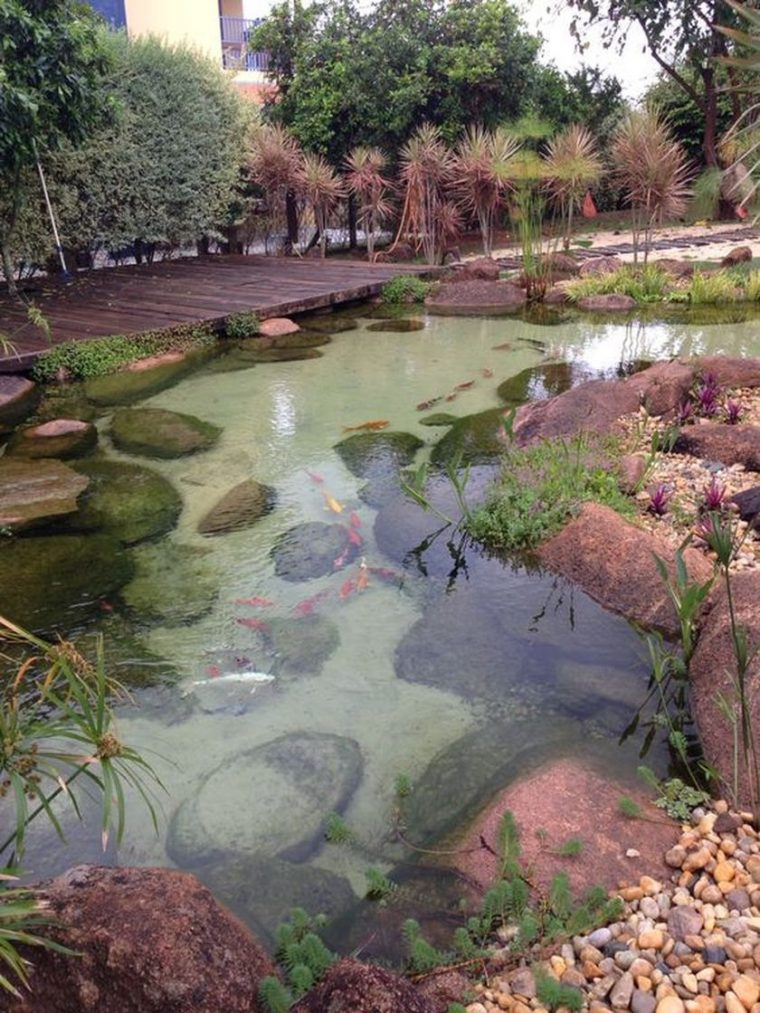 Jardin Magnifique Poisson De L'étang De L'aménagement … concernant Aménagement Bassin De Jardin