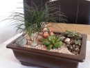 Jardines Pequeños Formatos | Pellizcados | Jardines ... destiné Jardin Cactus Miniature
