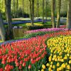 Jardins De Babylone On Twitter: &quot;the Most #beautiful Spring ... dedans Jardin De Keukenhof