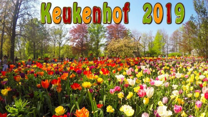 Keukenhof 2019. Full Hd. Keukenhof Is The Garden Of Europe. concernant Jardin De Keukenhof