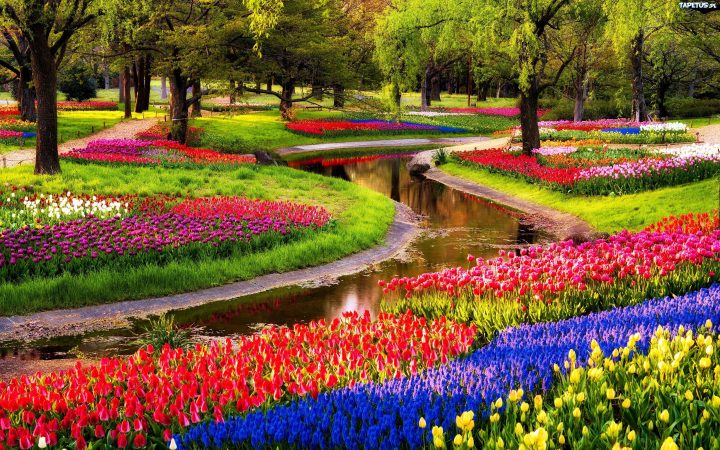 Keukenhof Gardens If You're Traveling From Late March To Mid … pour Jardin De Keukenhof