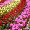 Keukenhof, Holland | Flores Bonitas, Flores Exóticas, Flores ... pour Jardin De Keukenhof