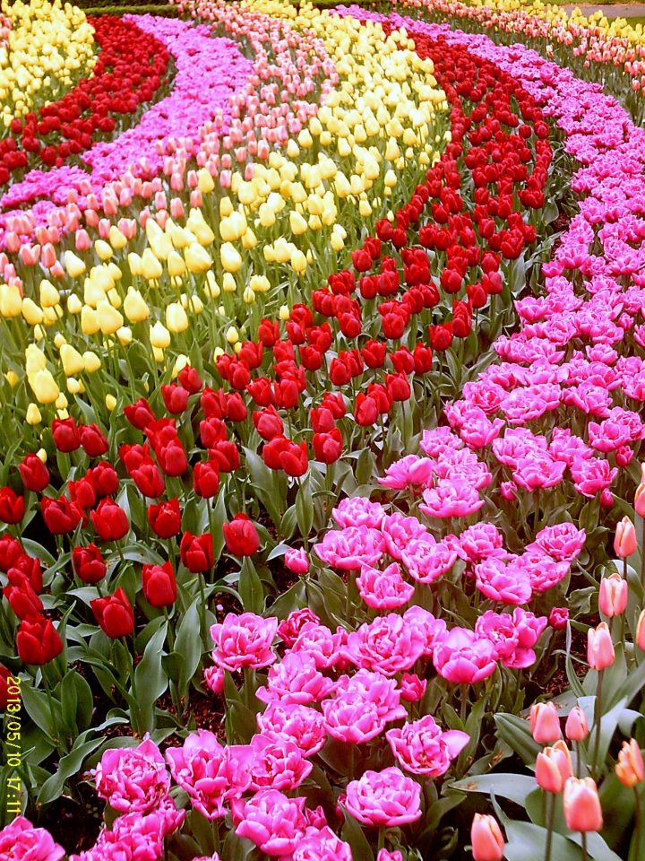 Keukenhof, Holland | Flores Bonitas, Flores Exóticas, Flores … pour Jardin De Keukenhof