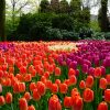 Keukenhof, Jardín De Tulipanes Más Grande Del Mundo | Mi ... dedans Jardin De Keukenhof