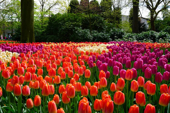 Keukenhof, Jardín De Tulipanes Más Grande Del Mundo | Mi … dedans Jardin De Keukenhof