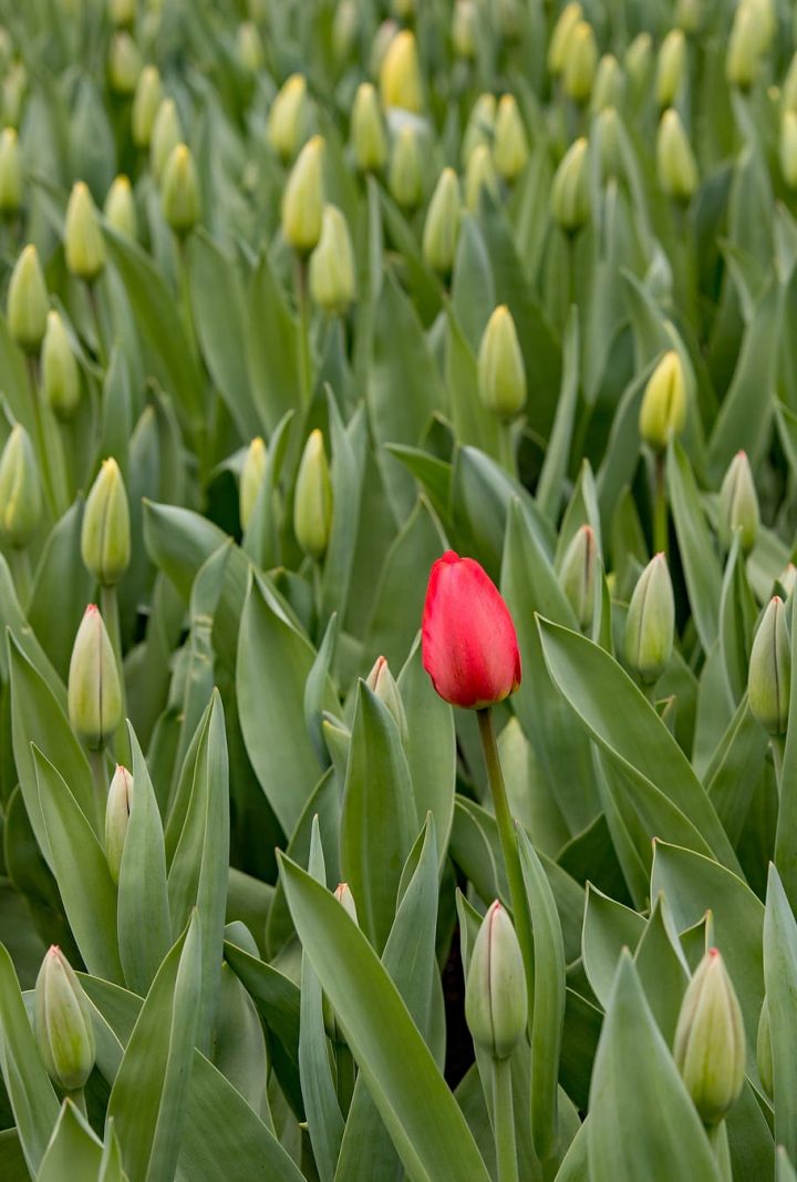 Keukenhof, Lisse, Tulipanes, Rojo, Holanda, Las Flores … à Jardin De Keukenhof