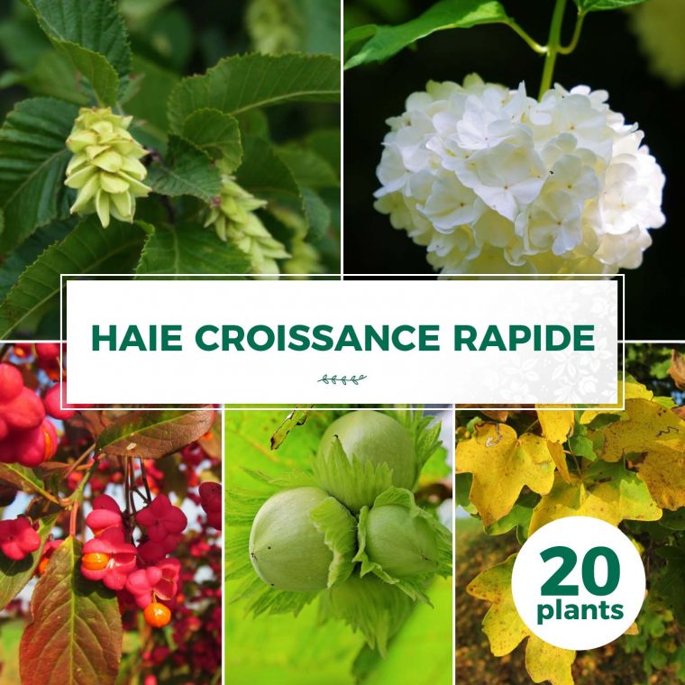 Kit Haie Croissance Rapide | Haie En Kit – 20 Plantes … concernant Haie De Jardin Pousse Rapide
