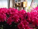 La Collection D'azalées Et De Rhododendron Du Jardin Botanique De Berlin à Azalée De Jardin