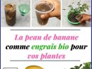 La Peau De Banane Comme Engrais Bio Pour Vos Plantes ... dedans Engrais Bio Jardin