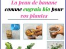 La Peau De Banane Comme Engrais Bio Pour Vos Plantes ... tout Engrais Bio Jardin