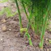 L'asperge : Variétés, Culture, Entretien, Récolte pour Griffe De Jardin