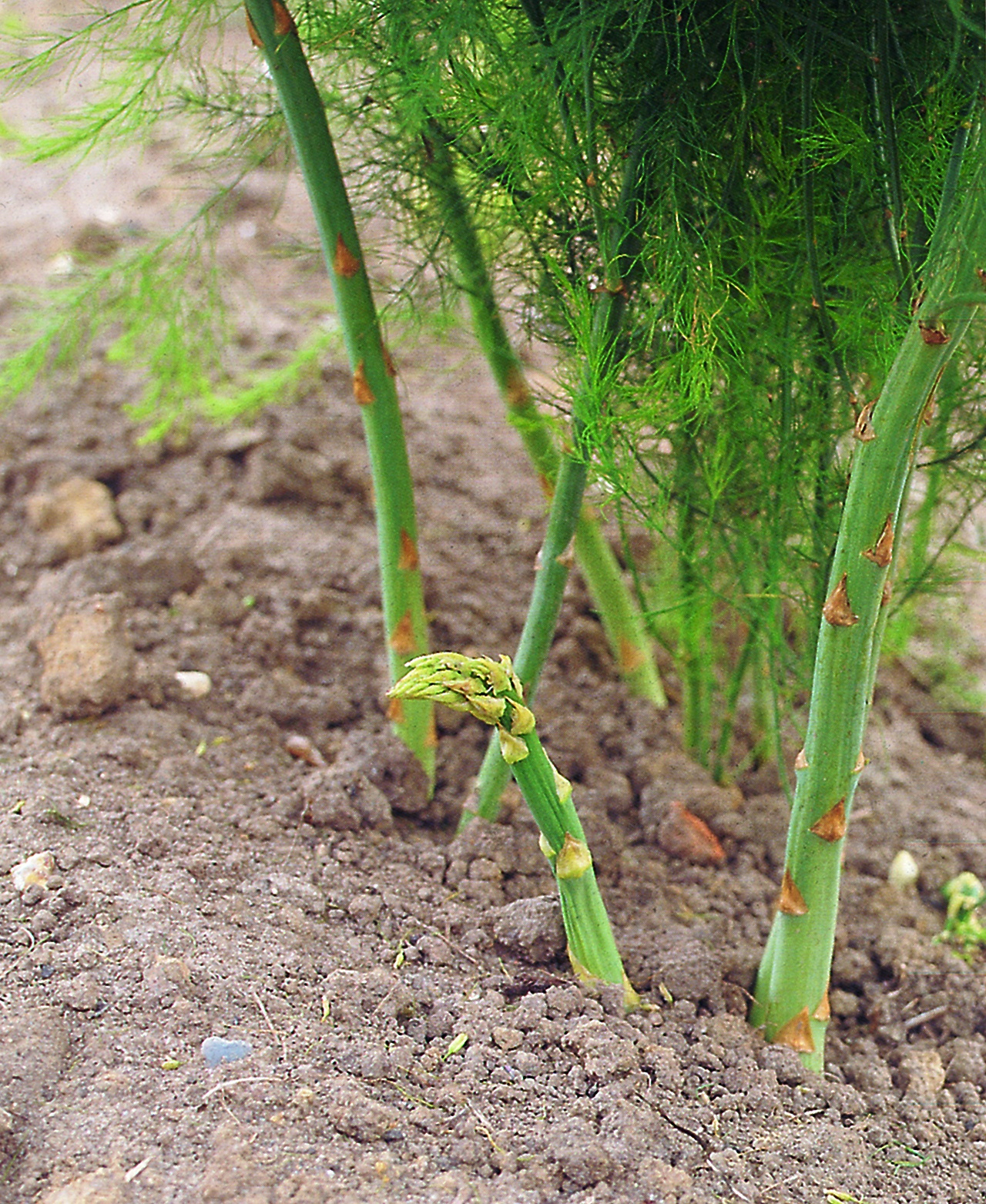 L'asperge : Variétés, Culture, Entretien, Récolte pour Griffe De Jardin