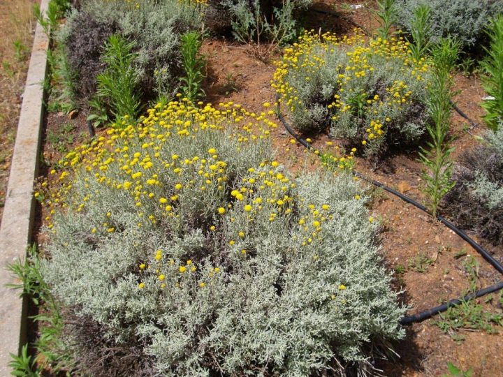 Lavender Cotton Santolina – My Garden Guide avec Delimitation Jardin