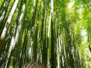 Le Bambou, Une Ressource Naturelle Aux Multiples Usages ... avec Comment Eliminer Les Bambous Dans Un Jardin