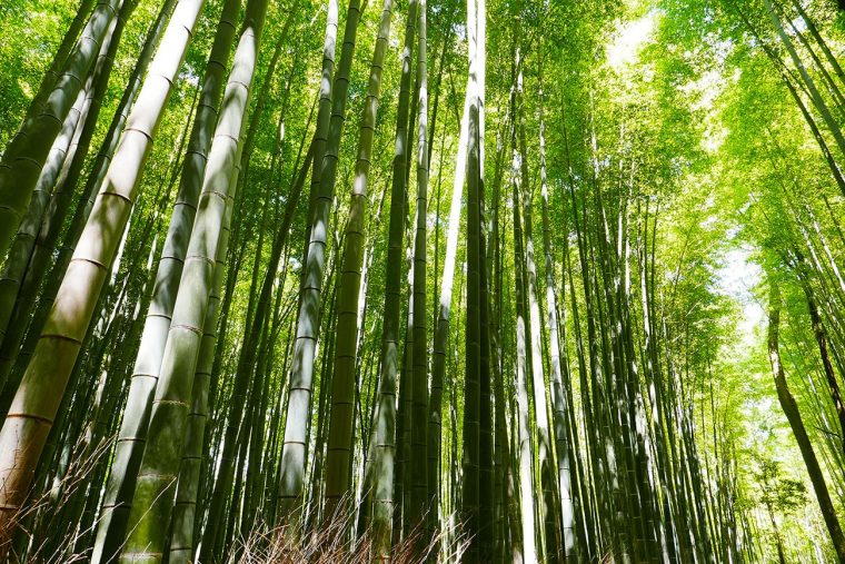 Le Bambou, Une Ressource Naturelle Aux Multiples Usages … avec Comment Eliminer Les Bambous Dans Un Jardin