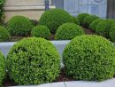 Le Buis Pour Votre Terrasse : Un Arbuste De Choix | Fiskars tout Buisson Pour Jardin