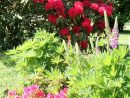 Le Jardin Au Mois De Mai | Mon Jardin | Flowers, Garden Et ... pour Azalée De Jardin