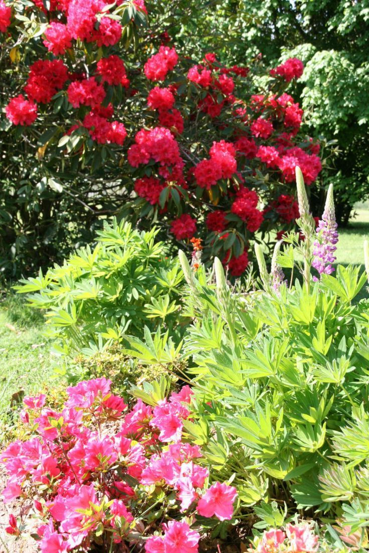 Le Jardin Au Mois De Mai | Mon Jardin | Flowers, Garden Et ... pour Azalée De Jardin
