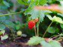 Le Jardinage Pour Les Nuls En 5 Innovations - Blog Noova ... encequiconcerne Jardiner Pour Les Nuls