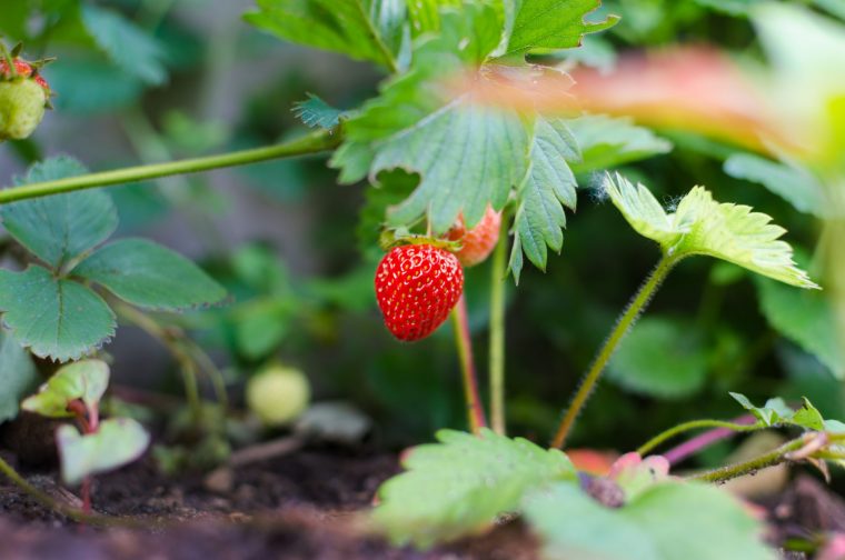 Le Jardinage Pour Les Nuls En 5 Innovations – Blog Noova … encequiconcerne Jardiner Pour Les Nuls