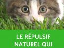 Le Répulsif Naturel Qui Marche Pour Faire Fuir Les Chats Du ... à Repulsif Chat Jardin Naturel