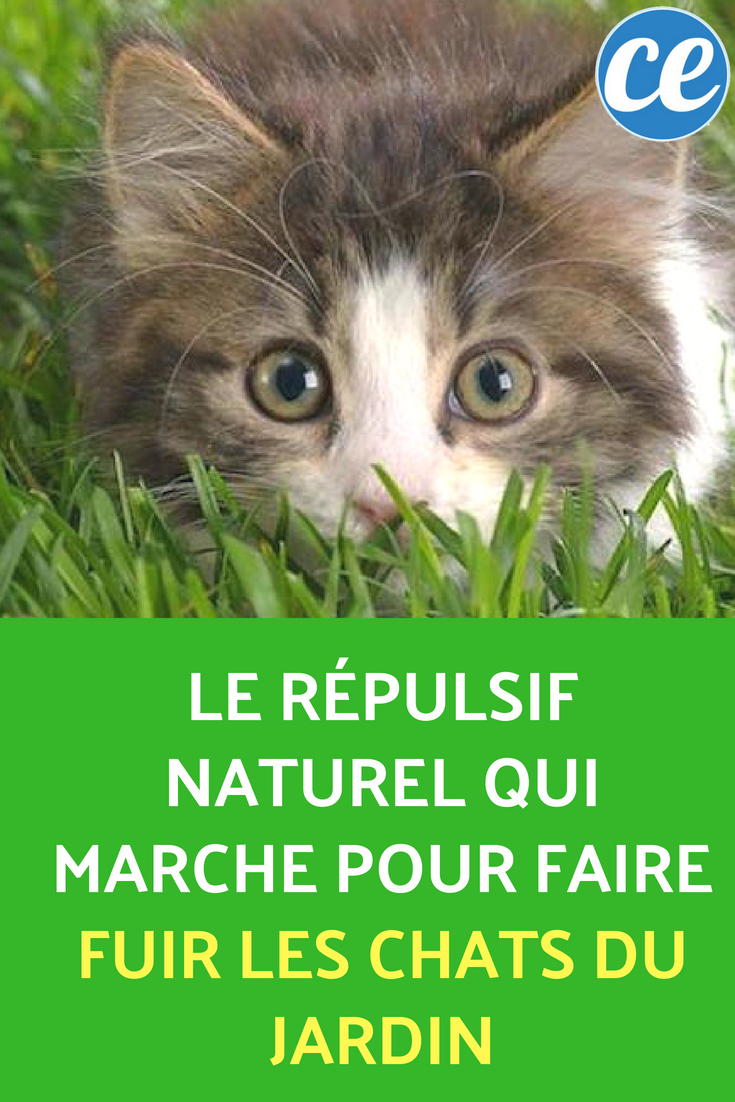 Le Répulsif Naturel Qui Marche Pour Faire Fuir Les Chats Du ... dedans Répulsif Chat Jardin