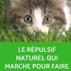 Le Répulsif Naturel Qui Marche Pour Faire Fuir Les Chats Du ... intérieur Repousse Chat Jardin