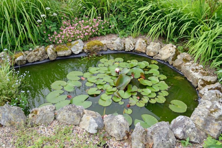 L'entretien D'un Bassin D'ornement Dans Le Jardin dedans Entretien D Un Bassin De Jardin