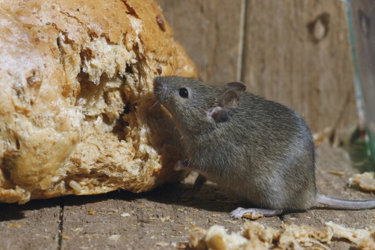 Leptospirose, Comment Éviter D'être Contaminé ? intérieur Comment Se Débarrasser Des Rats Dans Le Jardin
