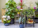 Les 12 Plantes Vertes D'intérieur Les Plus Faciles | Détente ... pour Détente Jardin Abonnement
