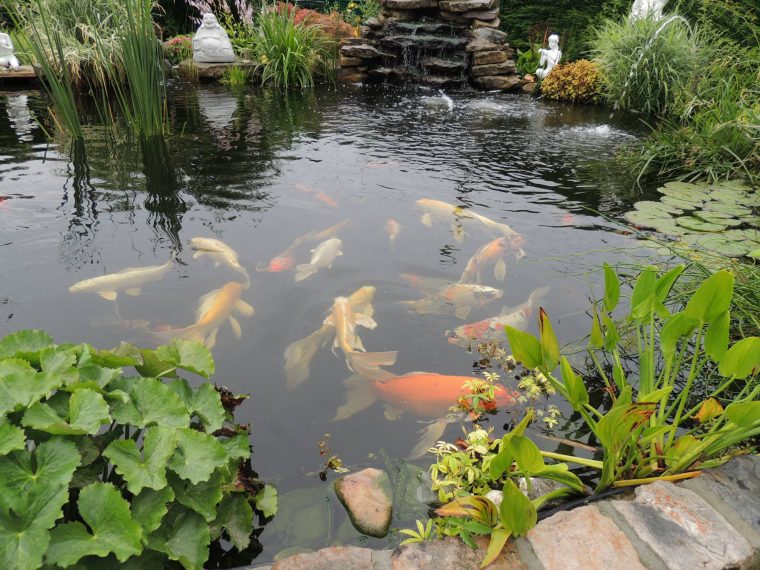 Les 15 Plus Beaux Bassins Découverts Lors Du Concours … intérieur Bac Poisson Jardin