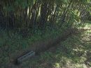Les Bambous D'en Galinou, Anti-Rhizome, Suite - Le Journal D ... tout Comment Eliminer Les Bambous Dans Un Jardin