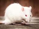 Les Bons Produits Pour Se Débarrasser Des Souris destiné Comment Se Débarrasser Des Rats Dans Le Jardin