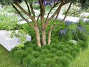 Les Plantes À Installer Sous Les Arbres | Mimo's Garden ... destiné Arbre Persistant Pour Petit Jardin