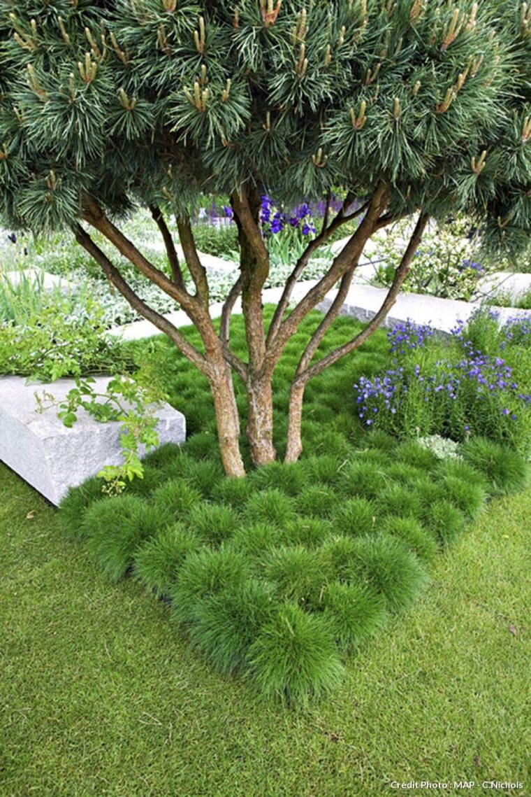 Les Plantes À Installer Sous Les Arbres | Mimo's Garden … destiné Arbre Persistant Pour Petit Jardin