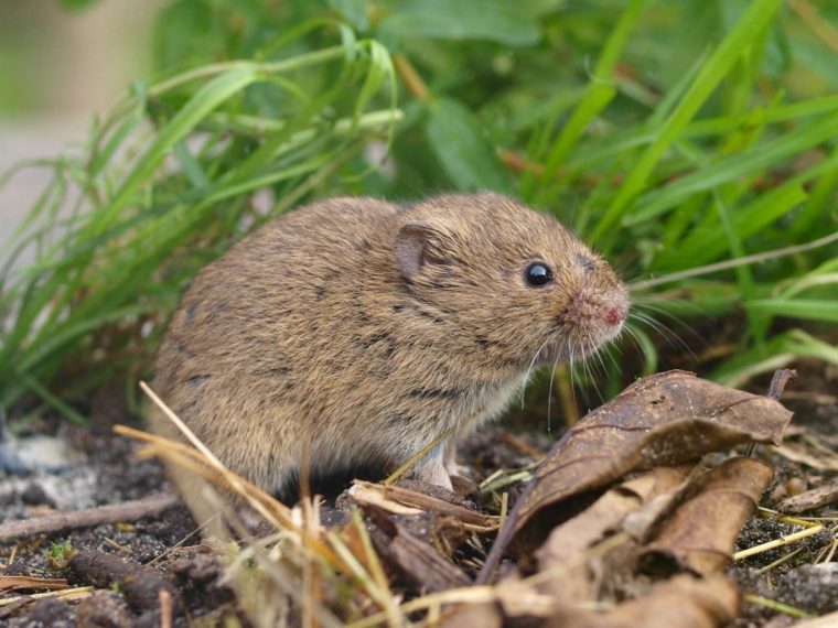 Les Rongeurs : Qui Est Qui Et Qui Mange Quoi? Et Quels Sont … tout Comment Se Débarrasser Des Rats Dans Le Jardin