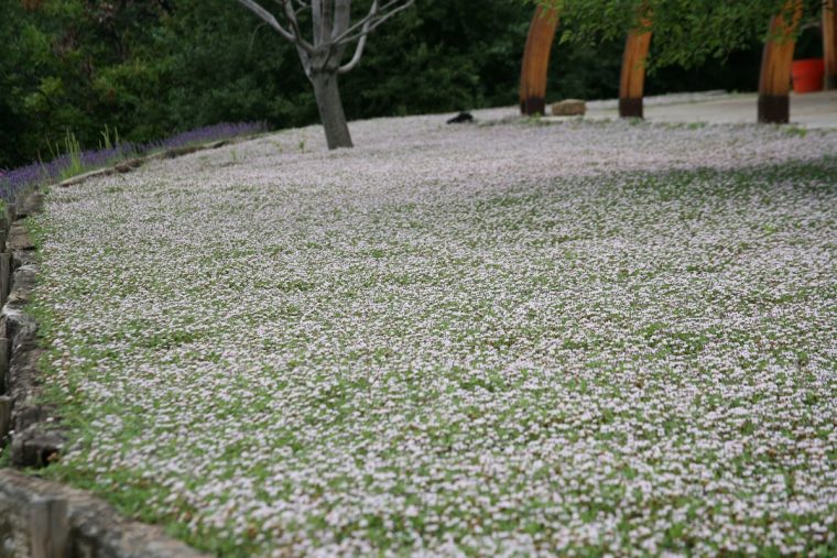 Lippia-Nodiflora (Plante Couvre Sol "carpet" À Petite Fleurs … avec Toile Couvre Sol Jardin