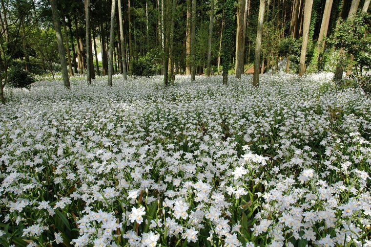 L'iris Du Japon Pour Fleurir L'ombre D'un Sous-Bois … serapportantà Plante Jardin Ombre