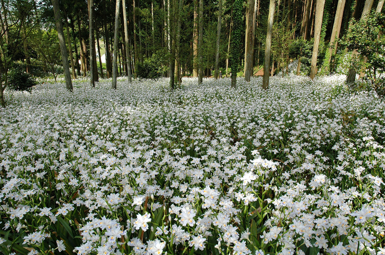 L'iris Du Japon Pour Fleurir L'ombre D'un Sous-Bois ... serapportantà Plante Jardin Ombre