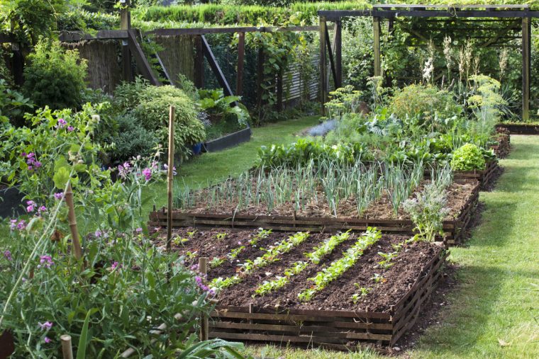 Locataire : Pouvez-Vous Transformer Le Jardin En Potager ? pour Plan Jardin Potager Bio