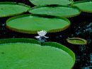 Lotus Photography By Anartlova | Artmajeur encequiconcerne Plante Jardin Zen