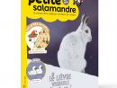 Magazine Petite Salamandre N27 Le Lièvre Variable, L´as-Tu Vu ? destiné Revue Jardin Facile