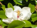 Magnolia - Arbre, Arbuste &amp; Conifère - Jardin - Jardiland encequiconcerne Arche Jardin Jardiland