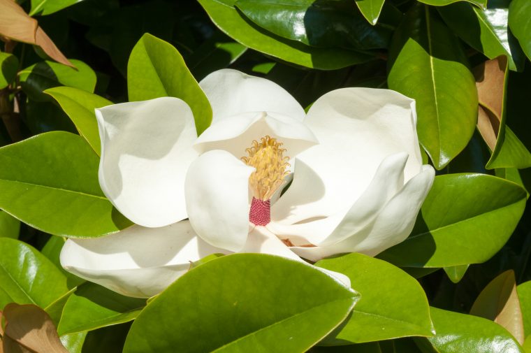 Magnolia – Arbre, Arbuste & Conifère – Jardin – Jardiland encequiconcerne Arche Jardin Jardiland