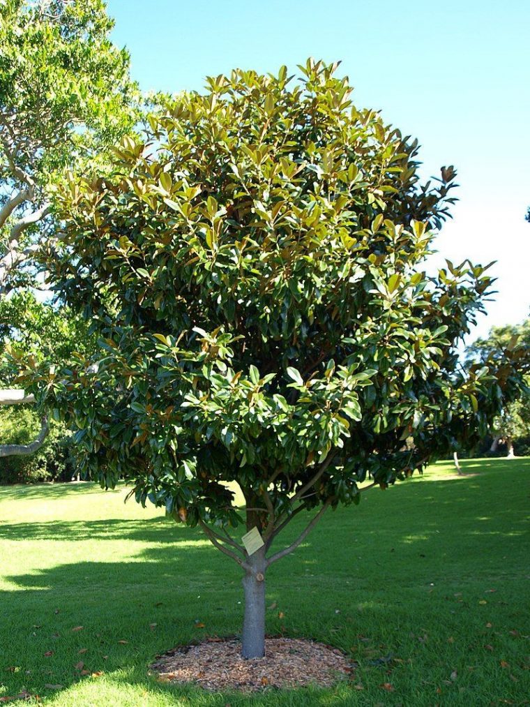 Magnolia Grandiflora 'galissoniensis' | Massif Fleurs, Arbre … pour Arbre Persistant Pour Petit Jardin
